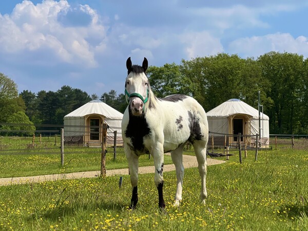 Yurt Solea & Yurt Equus