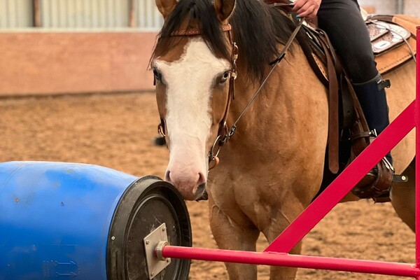 Working equitation trail