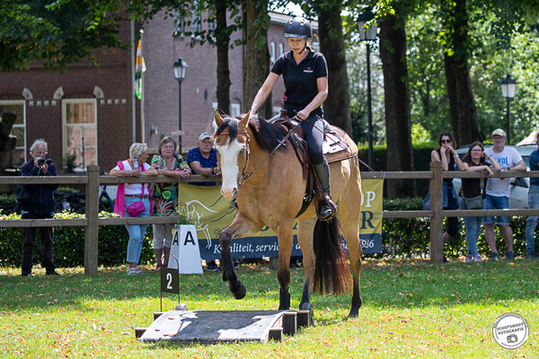 Working equitation trail